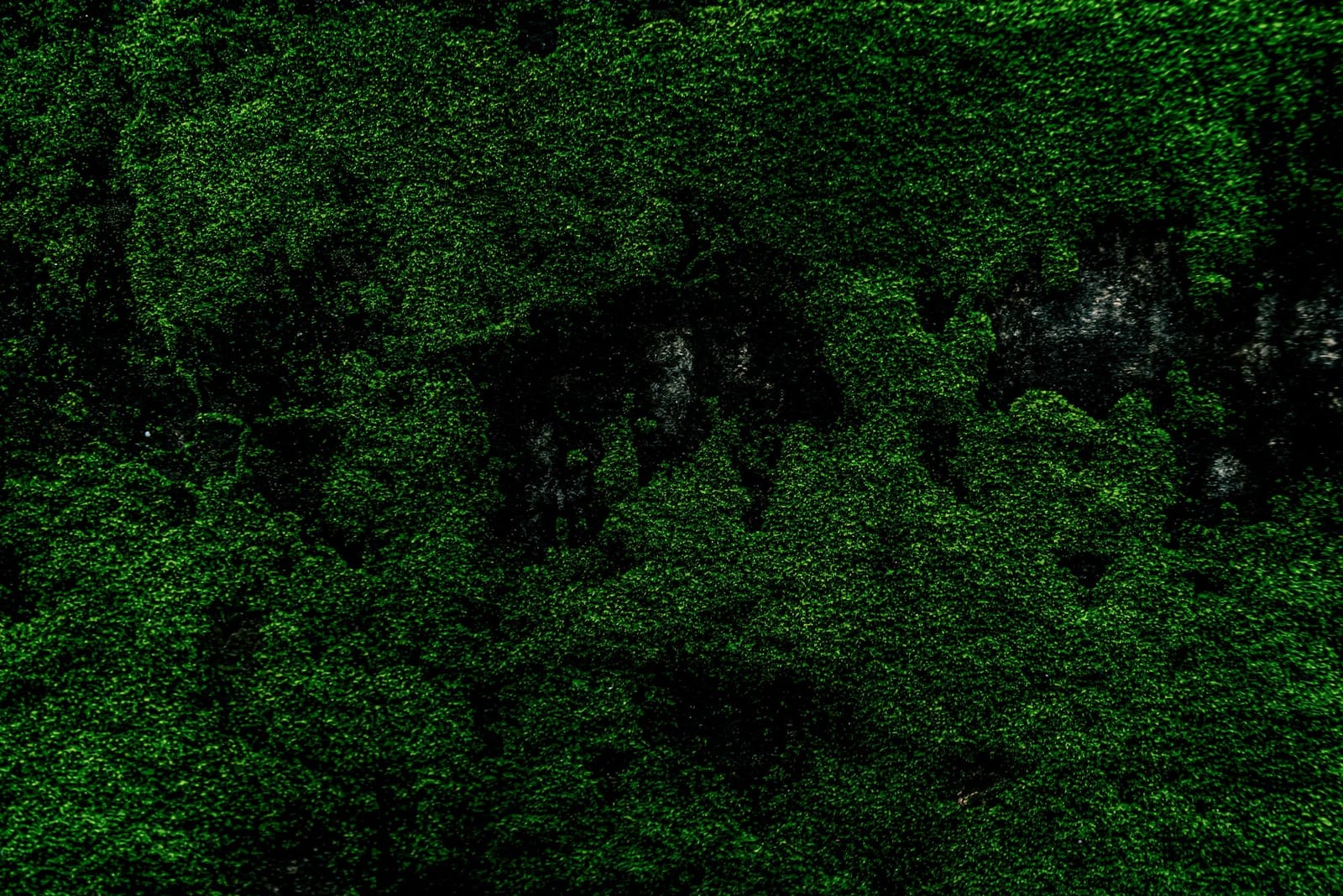 Musgo Verde Graminha — 50 g