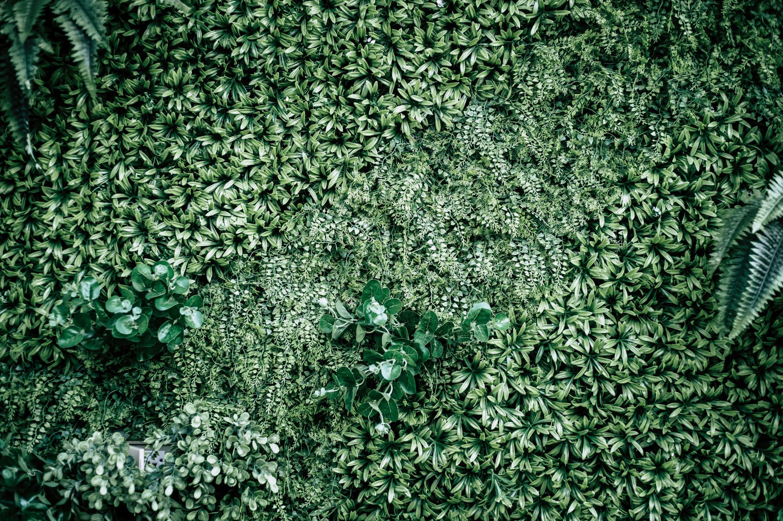 Musgo Seco Sphagnum — 1 kg